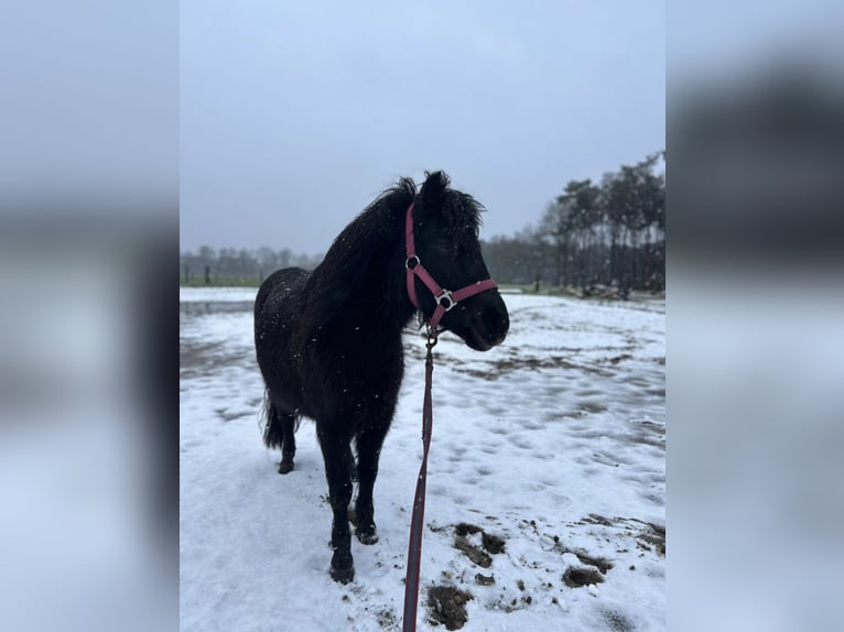 Poneys Shetland Jument 9 Ans 100 cm in Gronau (Westfalen)
