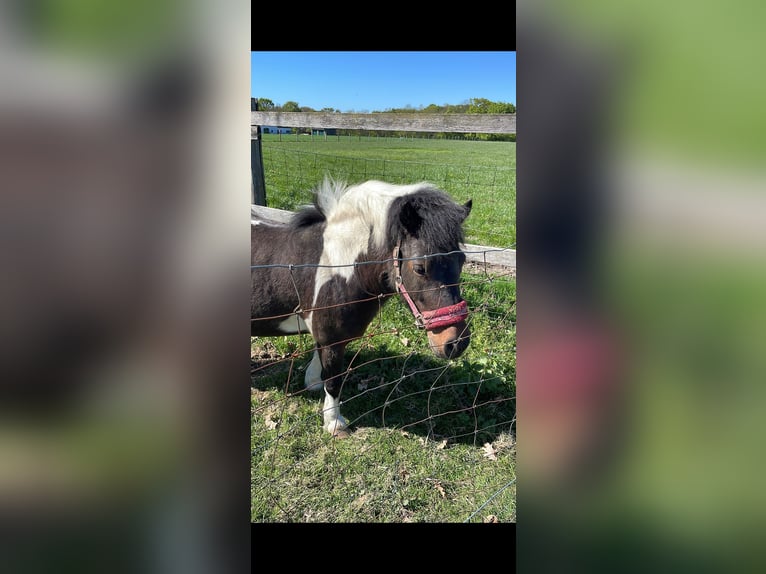 Poneys Shetland Jument 9 Ans 105 cm Pinto in KirchlengernK