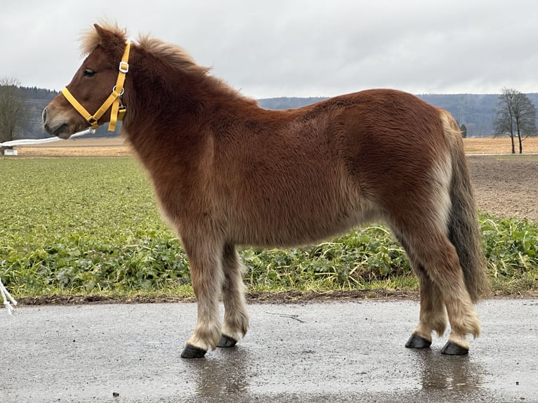 Poneys Shetland Jument 9 Ans 108 cm Alezan in Riedlingen