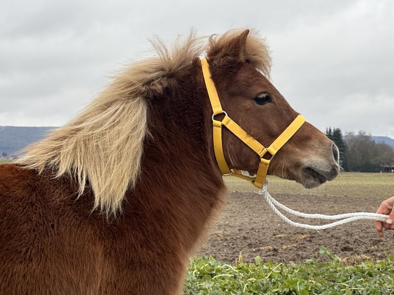 Poneys Shetland Jument 9 Ans 108 cm Alezan in Riedlingen