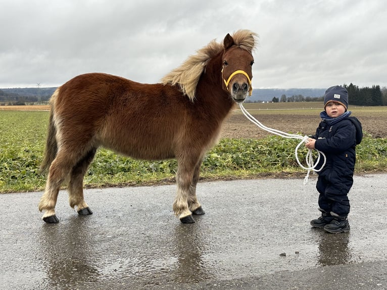 Poneys Shetland Jument 9 Ans 108 cm Alezan in Riedlingen