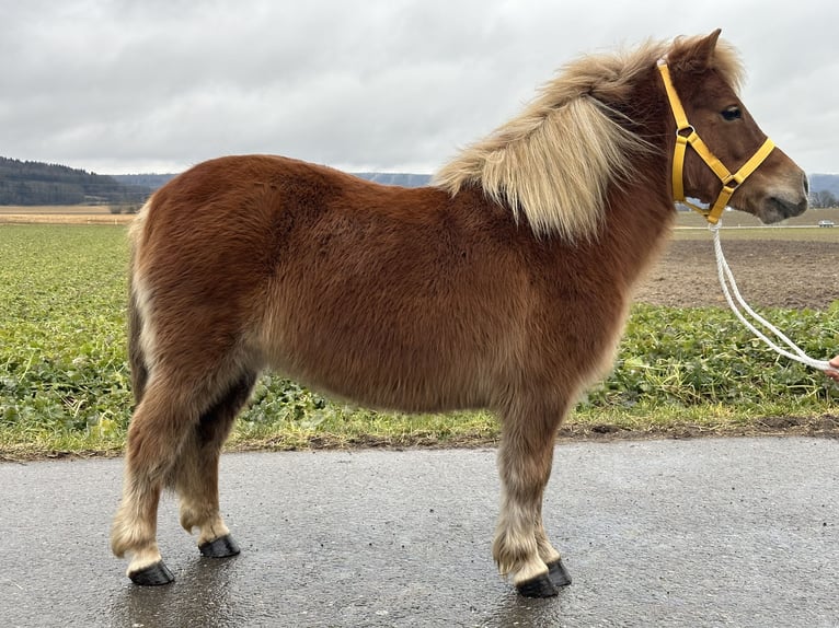 Poneys Shetland Jument 9 Ans 108 cm Alezan in Riedlingen