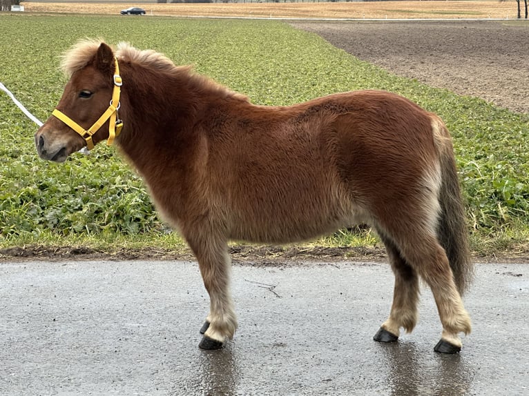 Poneys Shetland Jument 9 Ans 108 cm Alezan in Riedlingen