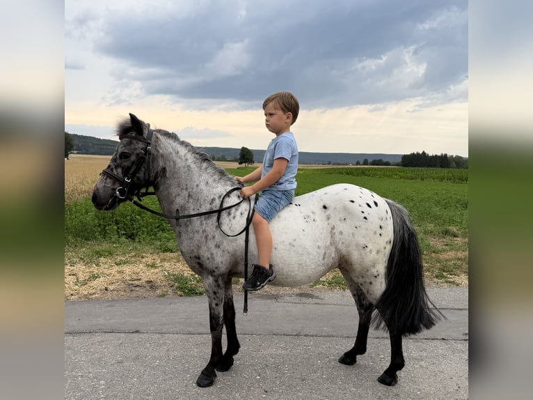 Poneys Shetland Jument 9 Ans 110 cm Léopard in Riedlingen