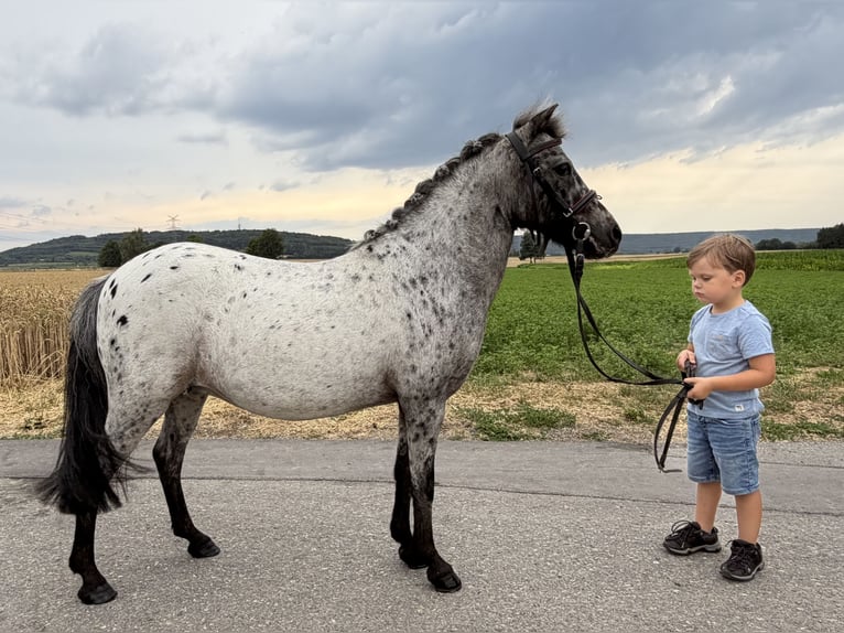 Poneys Shetland Jument 9 Ans 110 cm Léopard in Riedlingen