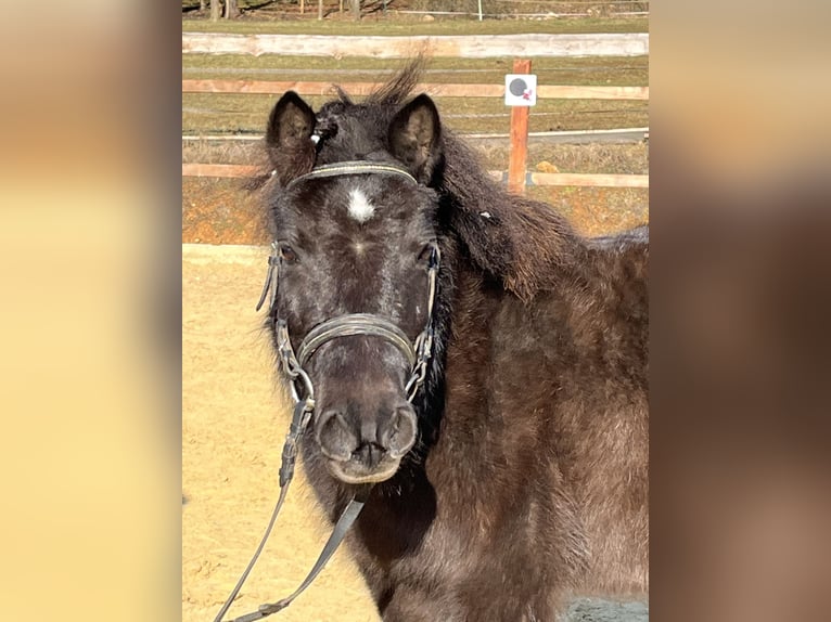 Poneys Shetland Jument 9 Ans 110 cm Noir in Ursensollen