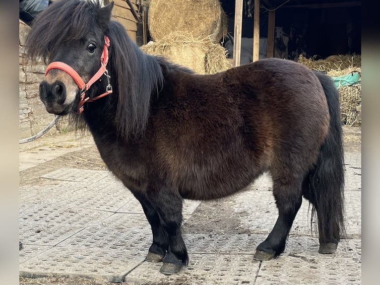 Poneys Shetland Jument 9 Ans 80 cm Bai in Norderstedt