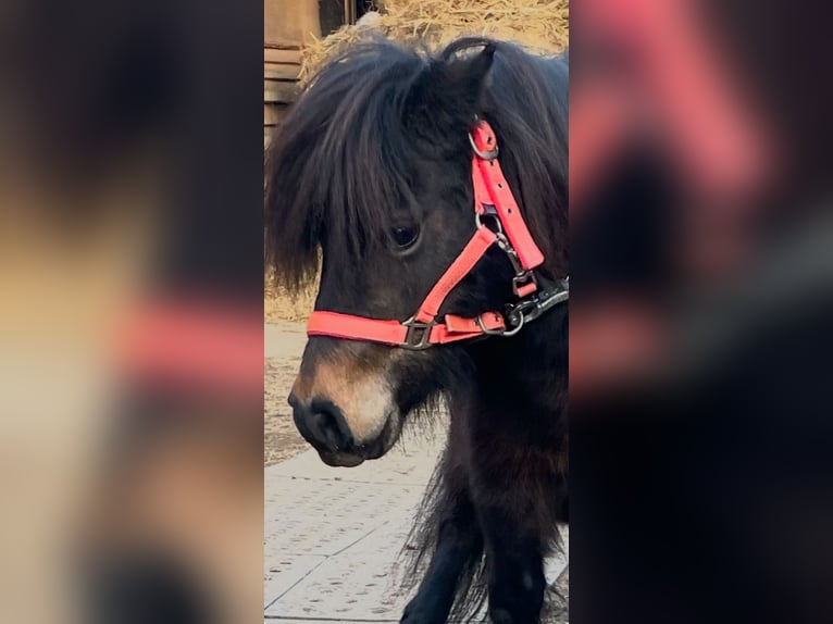 Poneys Shetland Jument 9 Ans 80 cm Bai in Norderstedt