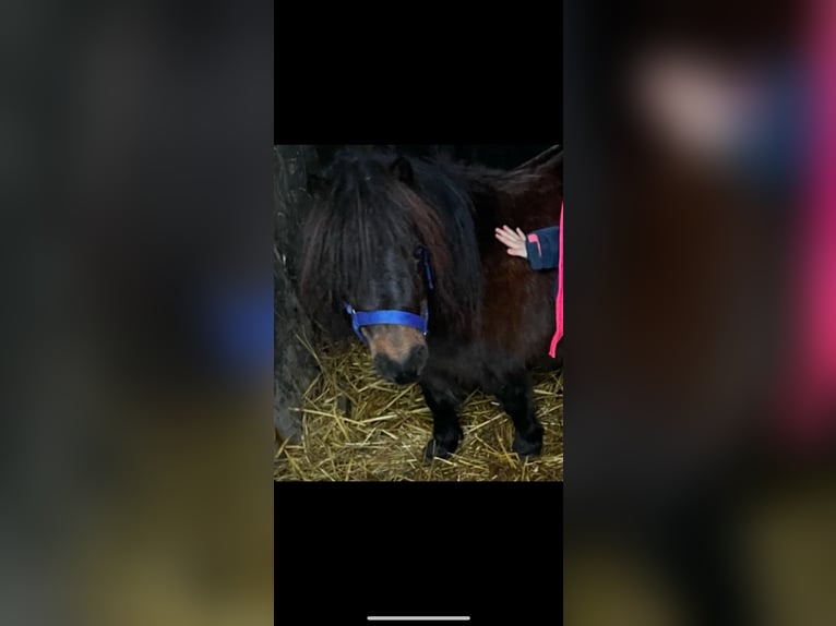 Poneys Shetland Jument 9 Ans 80 cm Bai in Norderstedt