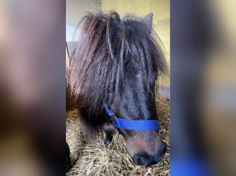 Poneys Shetland Jument 9 Ans 80 cm Bai in Norderstedt