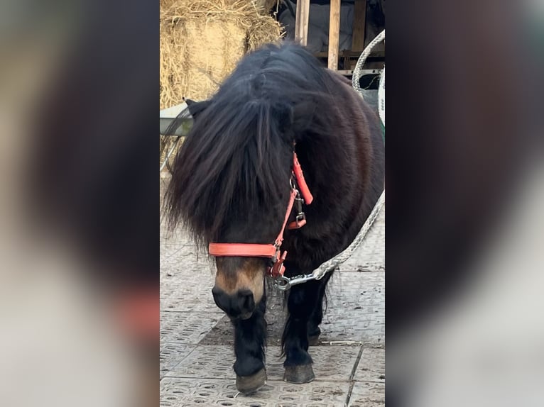 Poneys Shetland Jument 9 Ans 80 cm Bai in Norderstedt