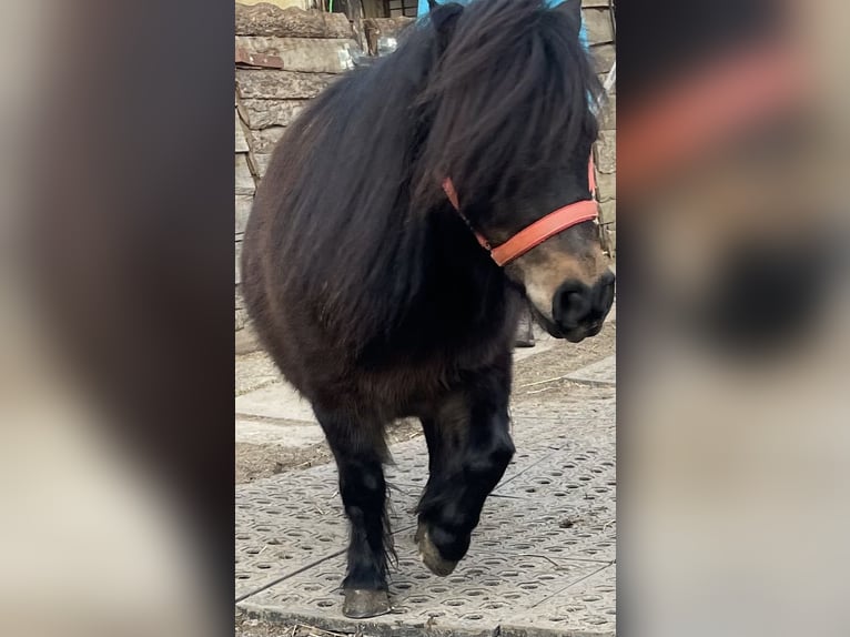 Poneys Shetland Jument 9 Ans 80 cm Bai in Norderstedt