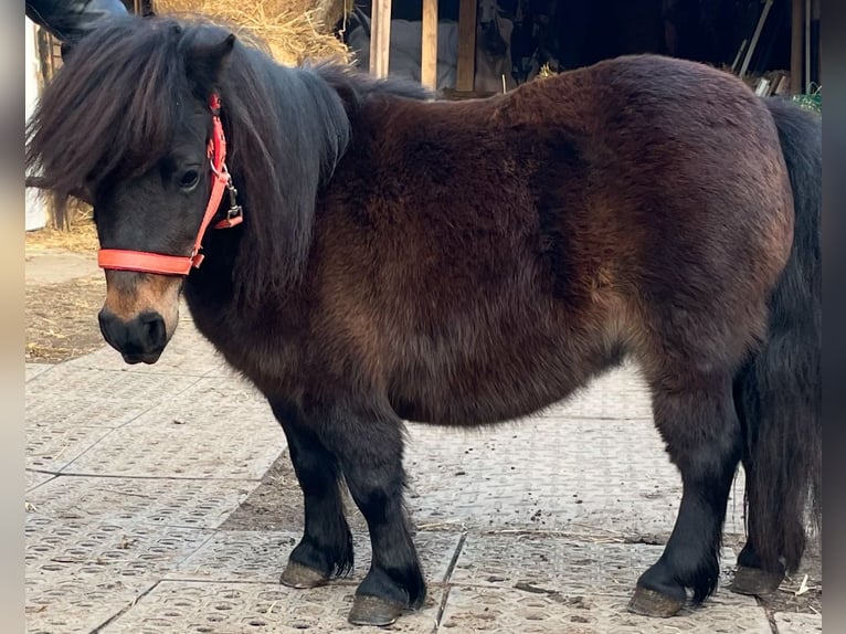 Poneys Shetland Jument 9 Ans 80 cm Bai in Norderstedt