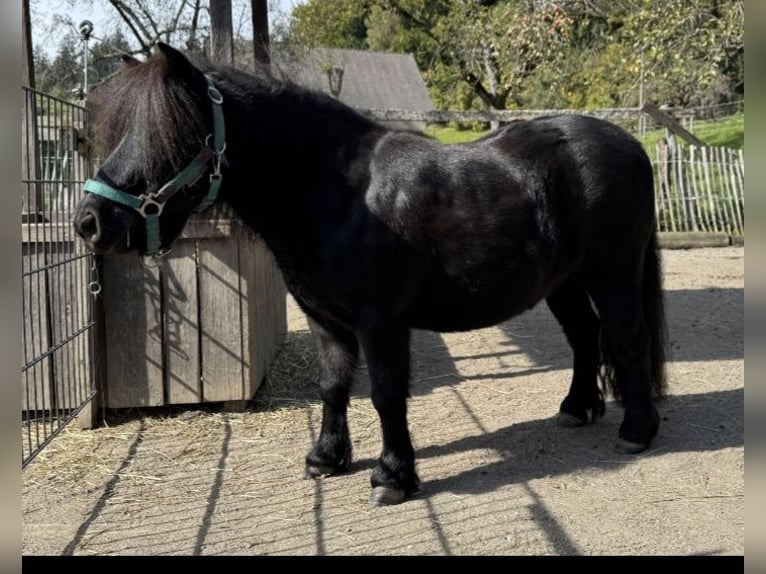 Poneys Shetland Jument 9 Ans 83 cm Noir in Bodnegg