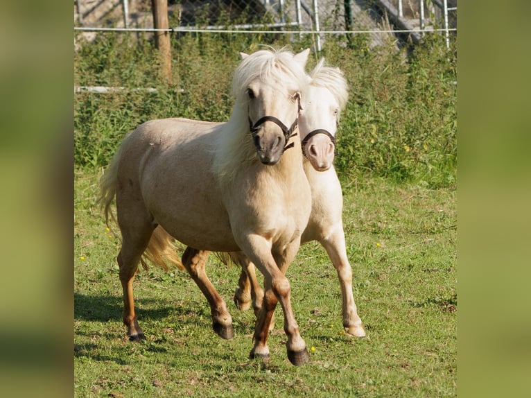 Poneys Shetland Jument 9 Ans 87 cm Palomino in Winkel