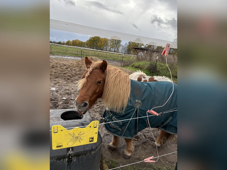 Poneys Shetland Jument 9 Ans 90 cm Alezan in Borgsdorf