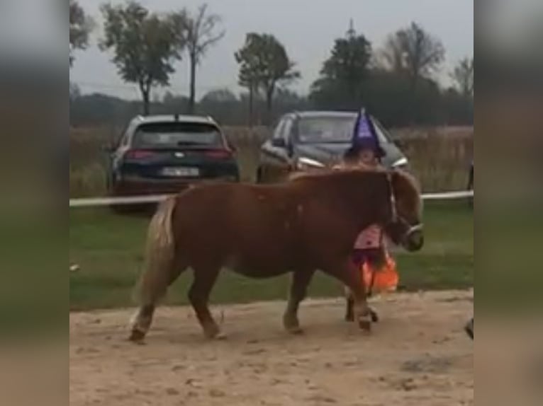 Poneys Shetland Jument 9 Ans 90 cm Alezan in Borgsdorf