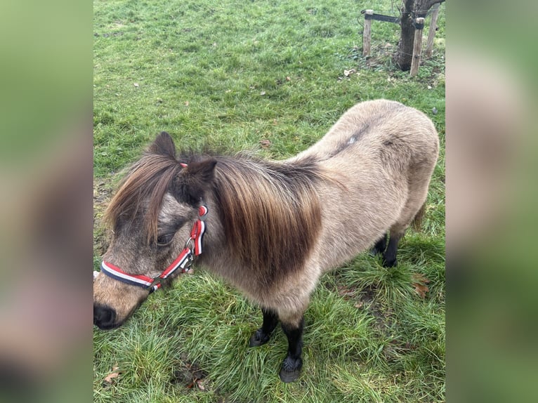 Poneys Shetland Jument 9 Ans 90 cm Buckskin in Hooghalen