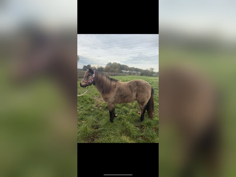 Poneys Shetland Jument 9 Ans 90 cm Buckskin in Hooghalen