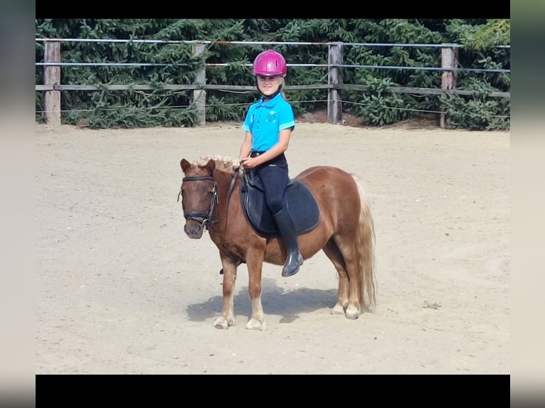 Poneys Shetland Jument 9 Ans 94 cm Alezan in Wachtendonk