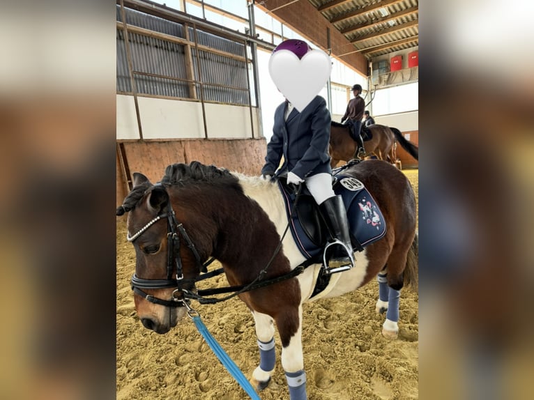 Poneys Shetland Jument 9 Ans 95 cm Pinto in Hamm