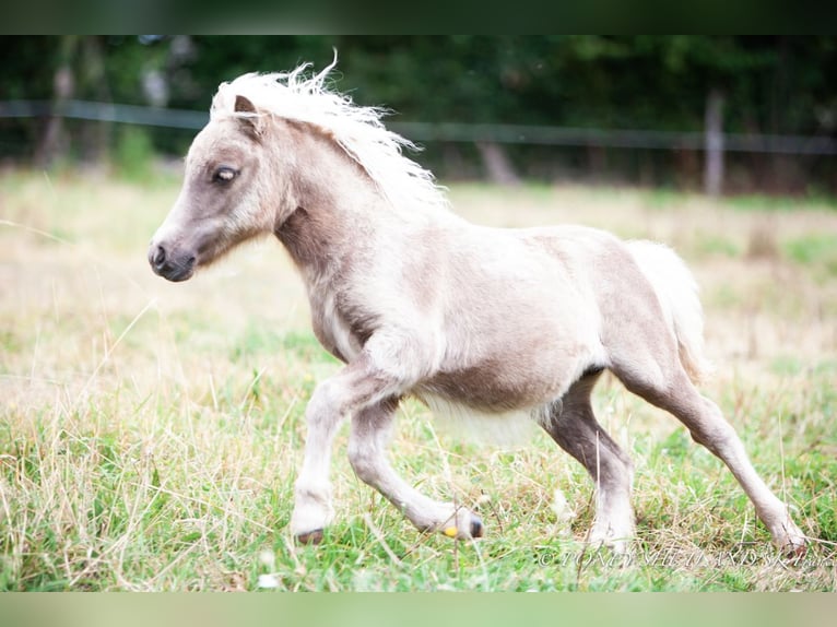 Poneys Shetland Jument Poulain (04/2024) 100 cm Alezan in Courtonne-la-Meurdrac