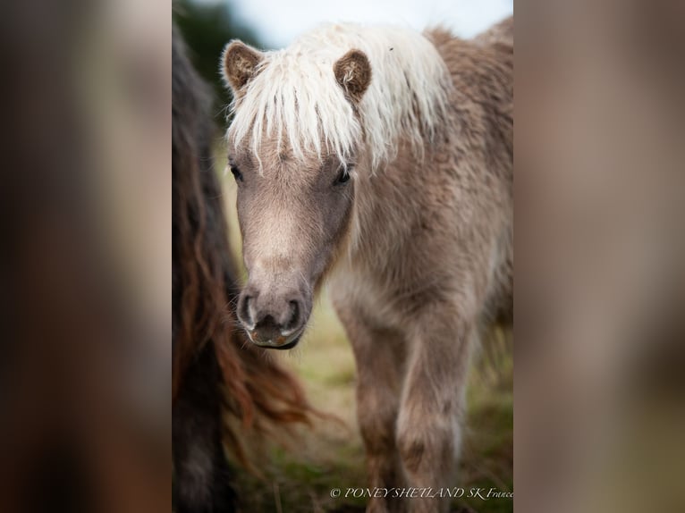 Poneys Shetland Jument Poulain (04/2024) 100 cm Alezan in Courtonne-la-Meurdrac