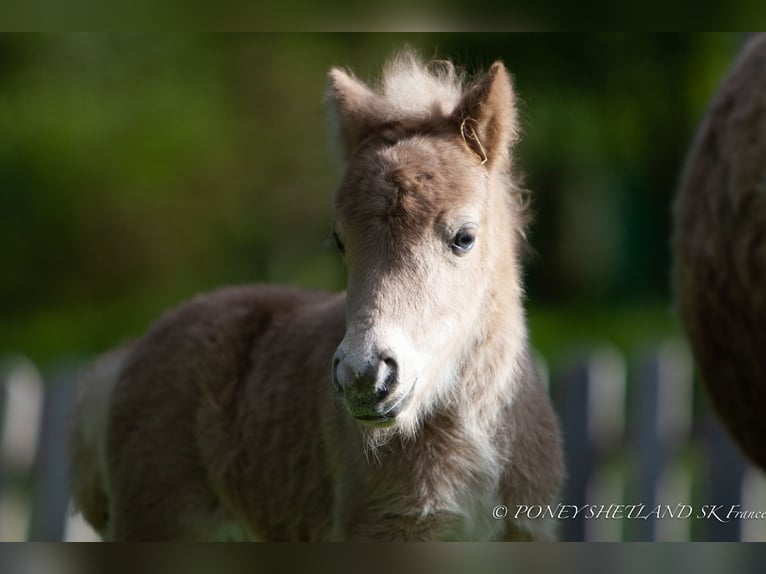 Poneys Shetland Jument Poulain (04/2024) 100 cm Alezan in Courtonne-la-Meurdrac