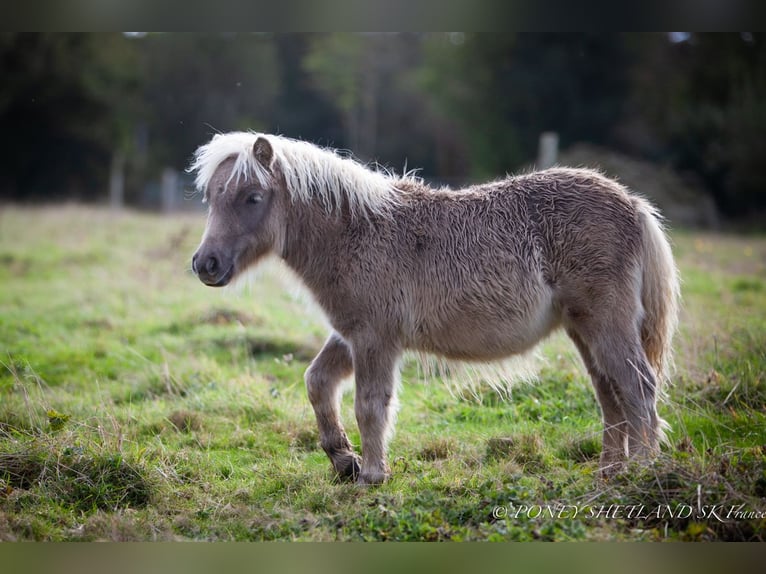 Poneys Shetland Jument Poulain (04/2024) 100 cm Alezan in Courtonne-la-Meurdrac