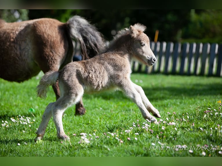 Poneys Shetland Jument Poulain (04/2024) 100 cm Alezan in Courtonne-la-Meurdrac