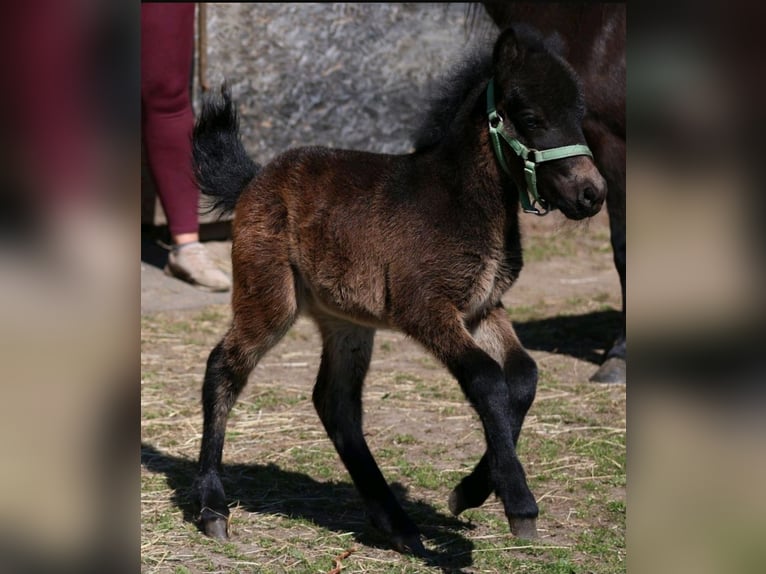Poneys Shetland Jument Poulain (04/2026) 100 cm Bai in Schönberg