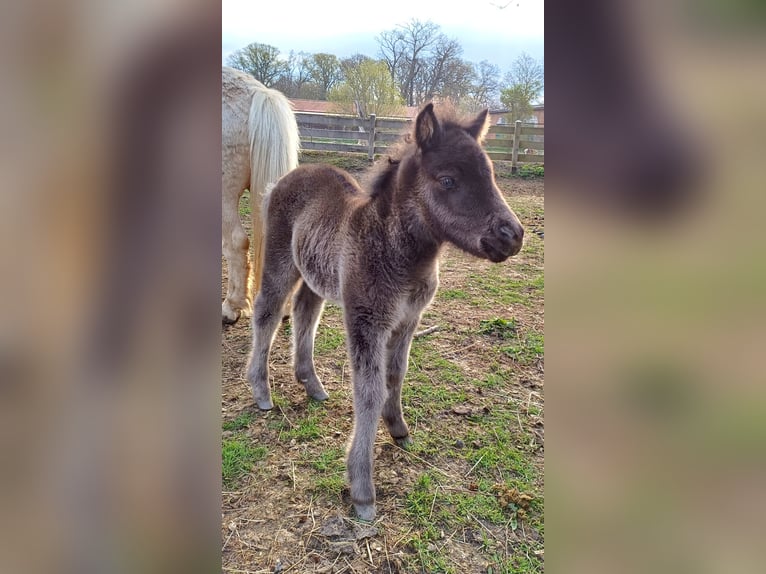 Poneys Shetland Jument Poulain (04/2026) 100 cm  in Lenzerwische
