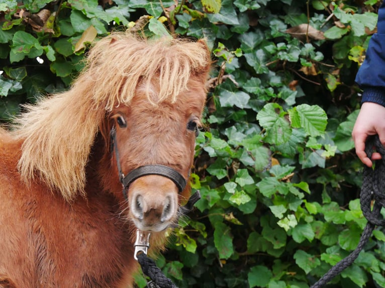 Poneys Shetland Jument Poulain (03/2024) 100 cm in Dorsten