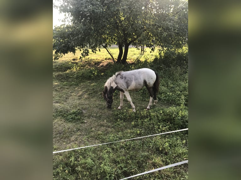 Poneys Shetland Croisé Jument Poulain (04/2024) 100 cm Léopard in Wschowa