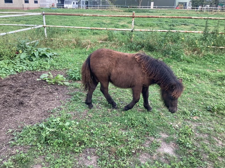 Poneys Shetland Jument Poulain (04/2024) 100 cm Noir in Angeren