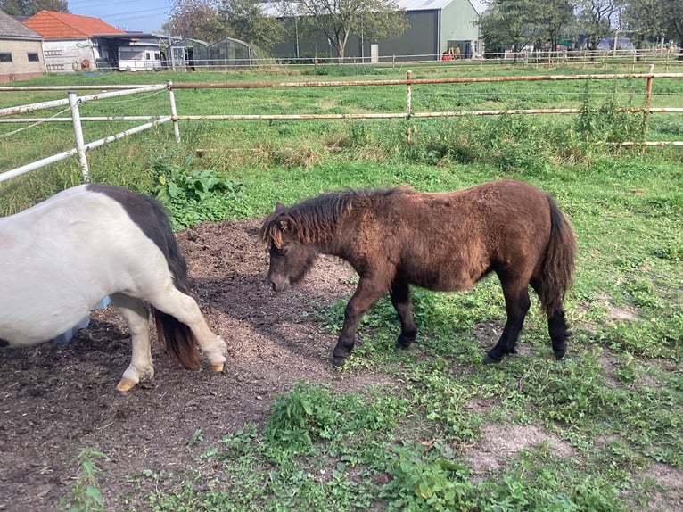 Poneys Shetland Jument Poulain (04/2024) 100 cm Noir in Angeren