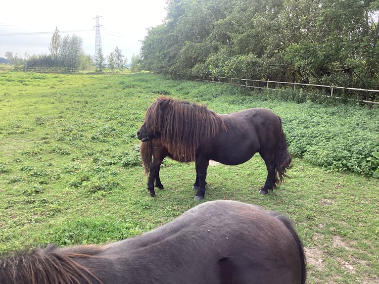 Poneys Shetland Jument Poulain (04/2024) 100 cm Noir in Angeren