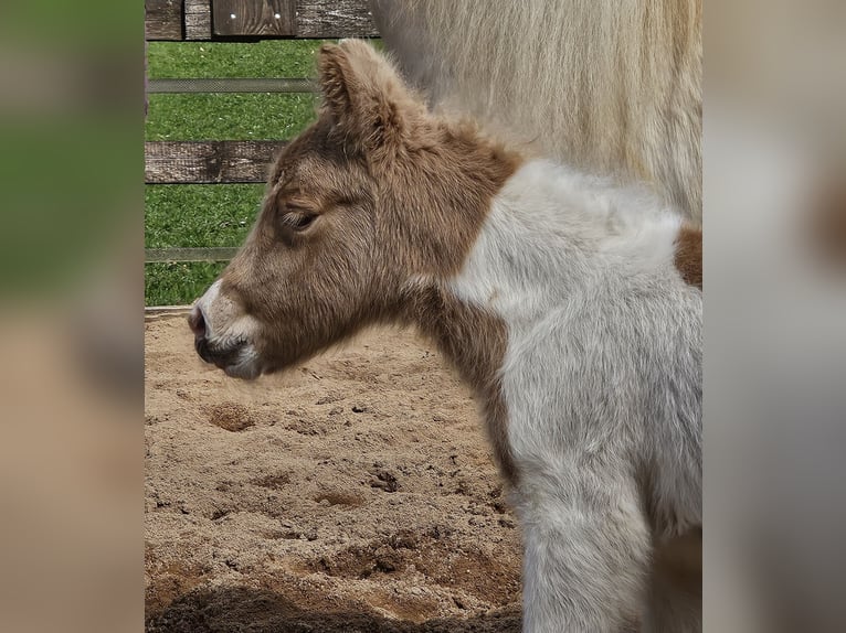 Poneys Shetland Jument Poulain (04/2026) 100 cm Palomino in Gerabronn