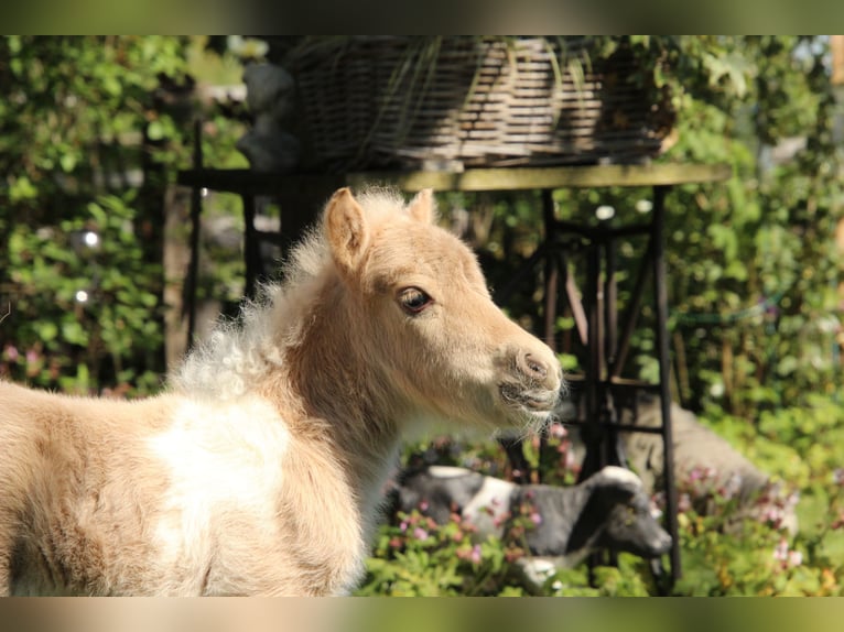 Poneys Shetland Jument Poulain (04/2026) 83 cm Pinto in Westerkappeln