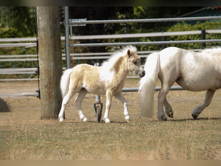 Poneys Shetland Jument Poulain (04/2026) 83 cm Pinto in Westerkappeln