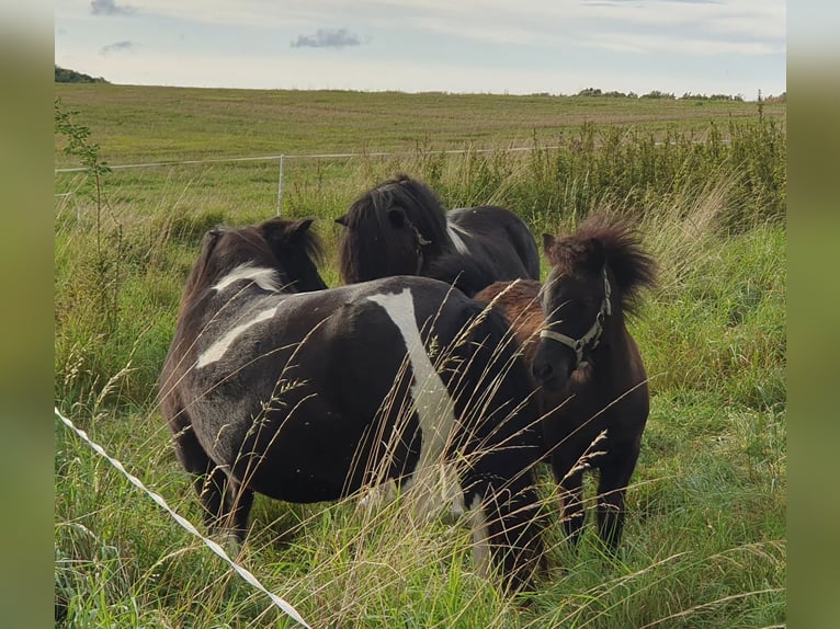 Poneys Shetland Jument Poulain (04/2024) 85 cm Noir in Kahla