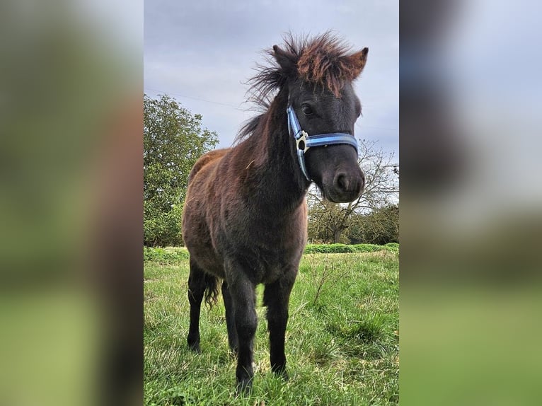 Poneys Shetland Jument Poulain (04/2024) 85 cm Noir in Kahla