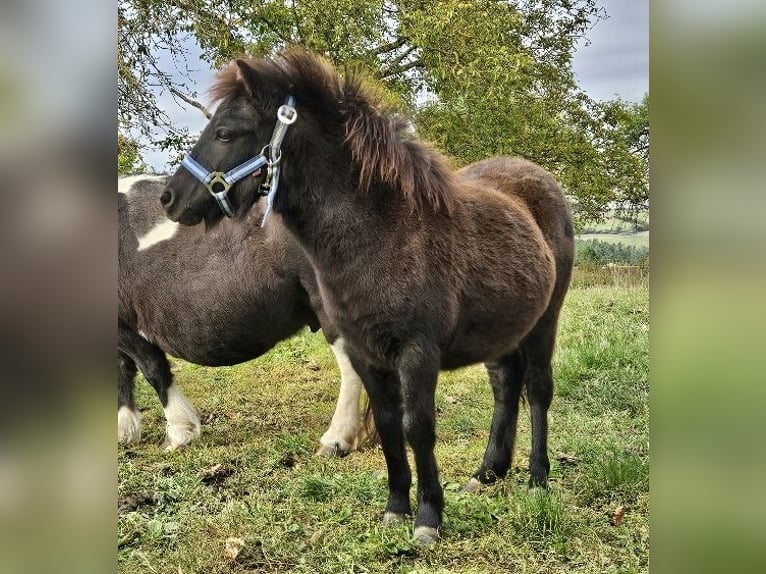 Poneys Shetland Jument Poulain (04/2024) 85 cm Noir in Kahla