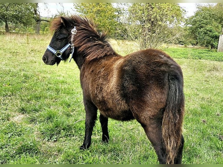 Poneys Shetland Jument Poulain (04/2024) 85 cm Noir in Kahla