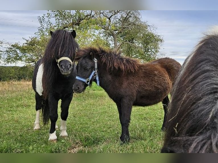 Poneys Shetland Jument Poulain (04/2024) 85 cm Noir in Kahla