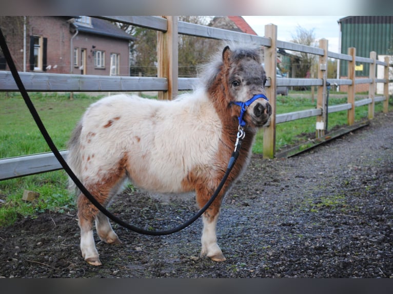 Poneys Shetland Jument  90 cm Noir in Ophemert