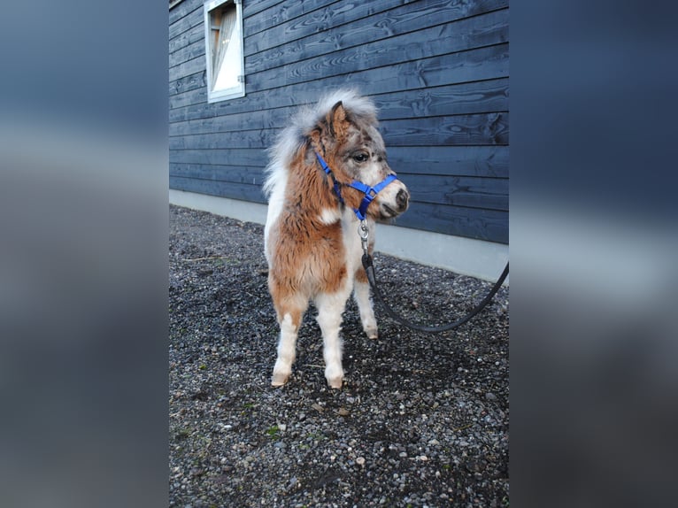 Poneys Shetland Jument  90 cm Noir in Ophemert