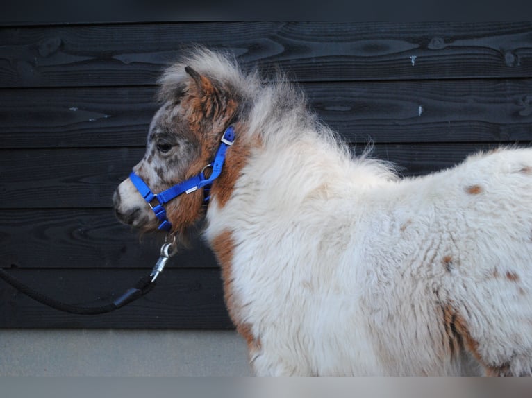 Poneys Shetland Jument  90 cm Noir in Ophemert