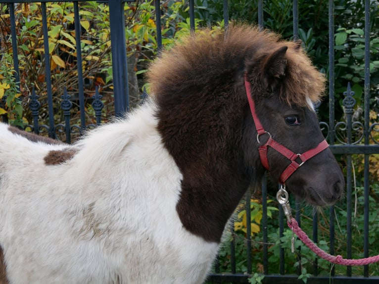 Poneys Shetland Jument Poulain (05/2025) 95 cm in Dorsten