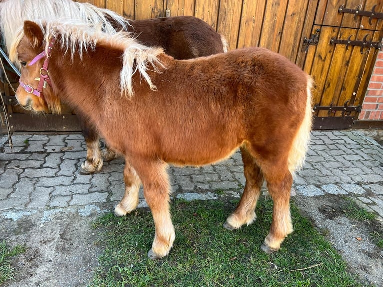 Poneys Shetland Jument Poulain (05/2026) Alezan in Hagenow